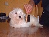 BICHON - BROSSAGE 012